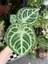 A Anthurium Silver Blush plant also known as a Anthurium Crystallinum plant in front of Urban Tropicana&