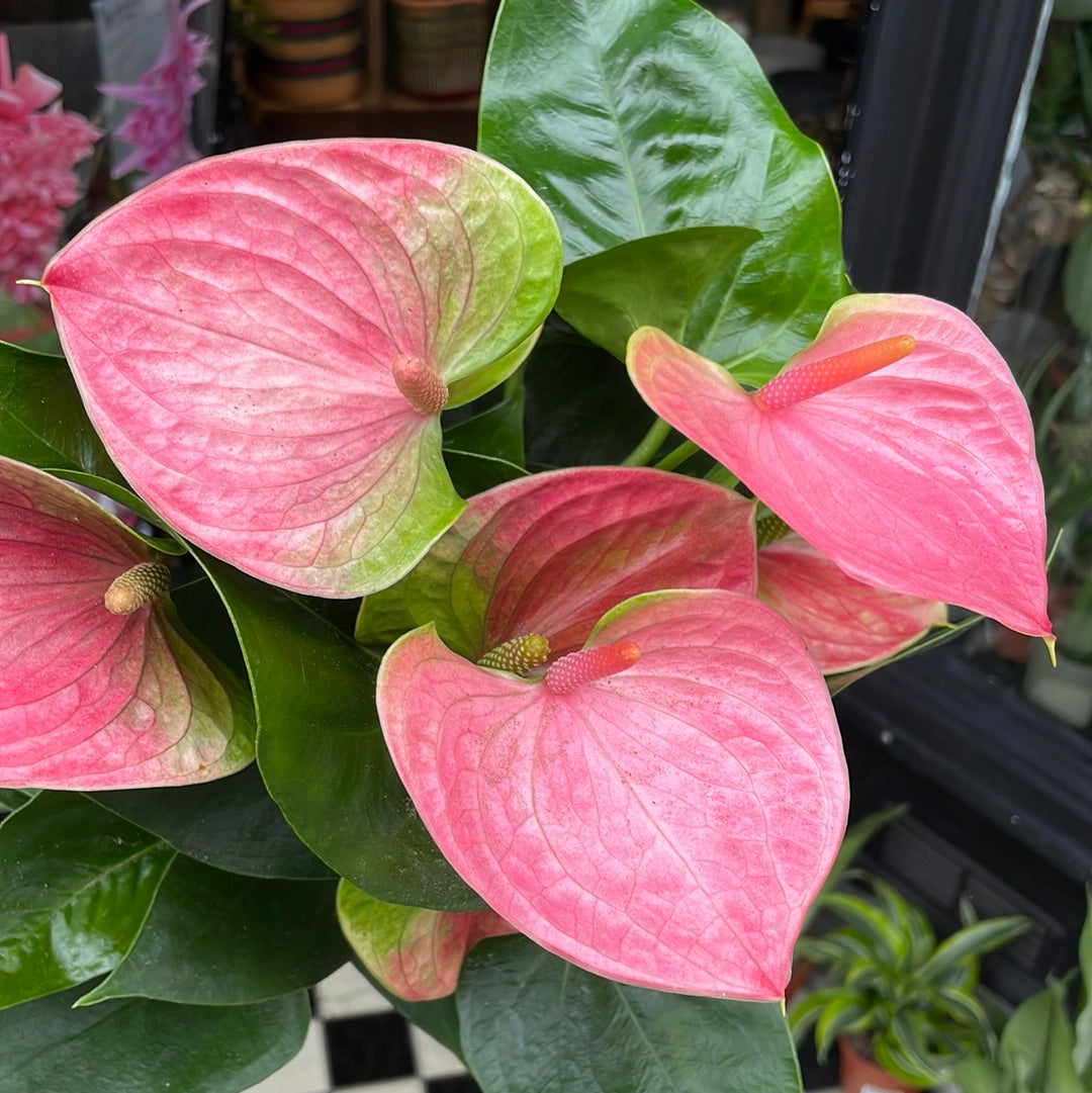 A Anthurium ‘Sweet Dream’ plant, also know as Pink Flamingo Flower, in the Plant Shop in Chiswick London