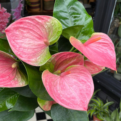 A Anthurium ‘Sweet Dream’ plant, also know as Pink Flamingo Flower, in the Plant Shop in Chiswick London