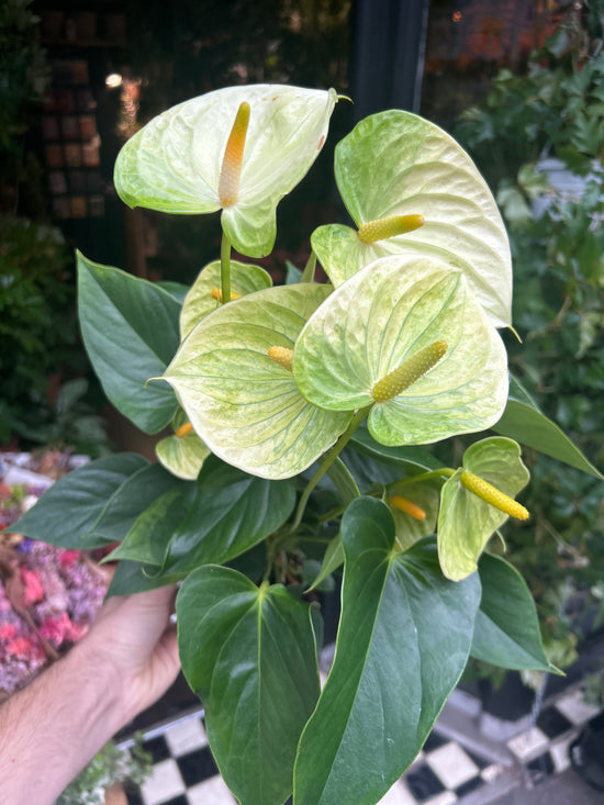 An Anthurium Vanilla Champion plant in front of Urban Tropicana’s Plant Shop in Chiswick London