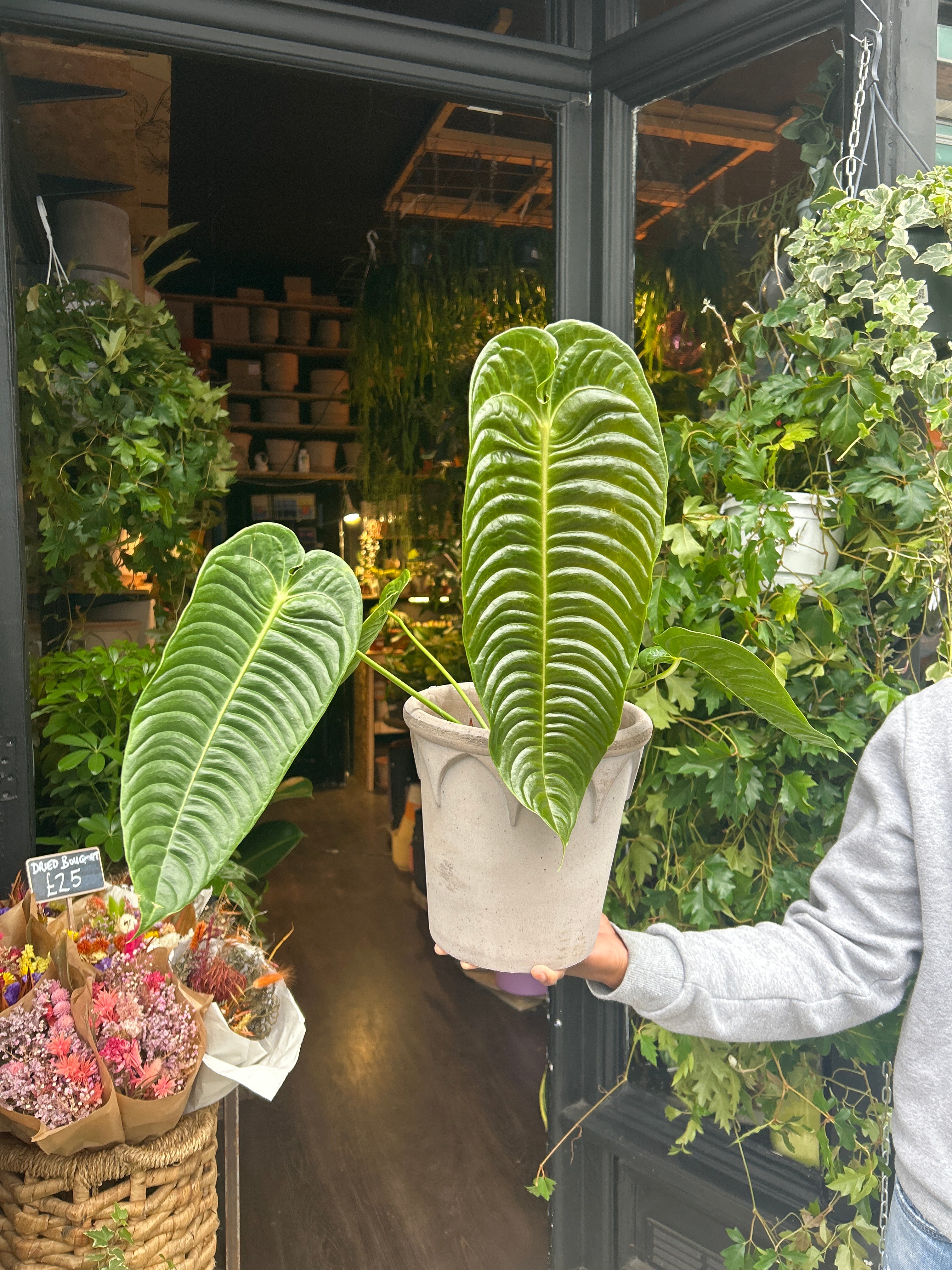 Anthurium Veitchii - House Plants - Plant Shop - Urban Tropicana