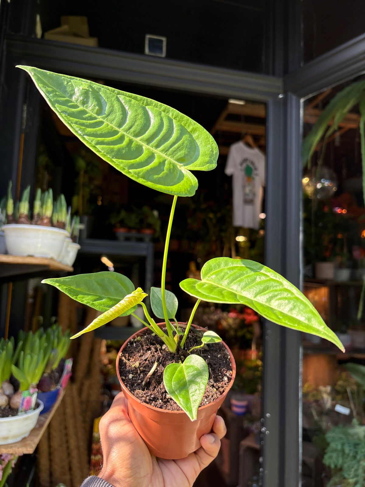 Anthurium veitchii rare king anthurium plant with long corrugated tropical leaves growing in a nursery pot.