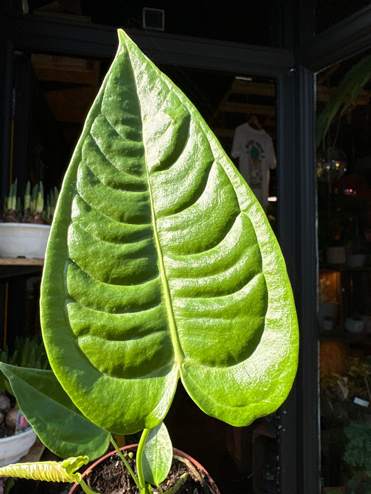 Close-up of Anthurium veitchii leaf showing long ribbed corrugated foliage typical of the king anthurium.