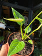 Anthurium veitchii king anthurium plant with long rippled leaves displayed at Urban Tropicana plant shop in Chiswick, London.
