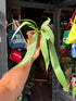 Anthurium vittarifolium houseplant in 14cm pot outside Urban Tropicana plant shop in Chiswick, London