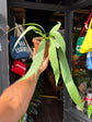 Anthurium vittarifolium houseplant in 14cm pot outside Urban Tropicana plant shop in Chiswick, London