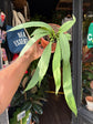 Anthurium vittarifolium houseplant in 14cm pot outside Urban Tropicana plant shop in Chiswick, London