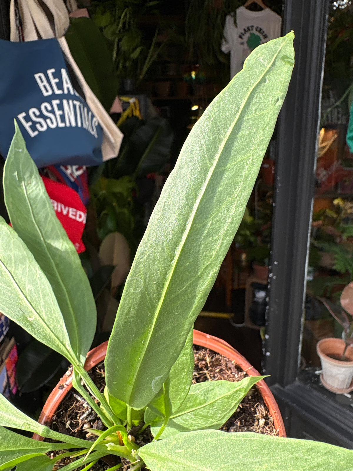 Anthurium vittarifolium houseplant in 14cm pot outside Urban Tropicana plant shop in Chiswick, London