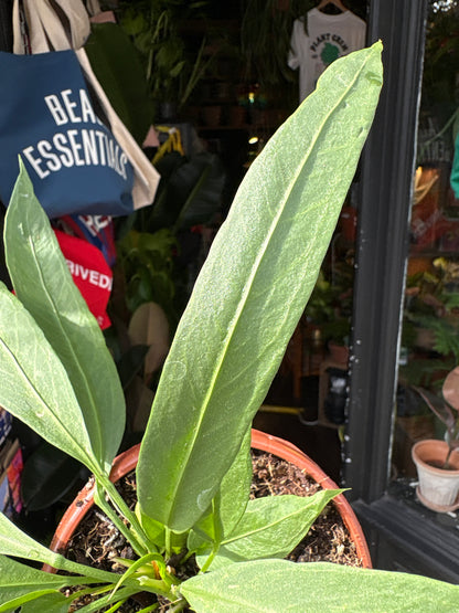 Anthurium vittarifolium houseplant in 14cm pot outside Urban Tropicana plant shop in Chiswick, London