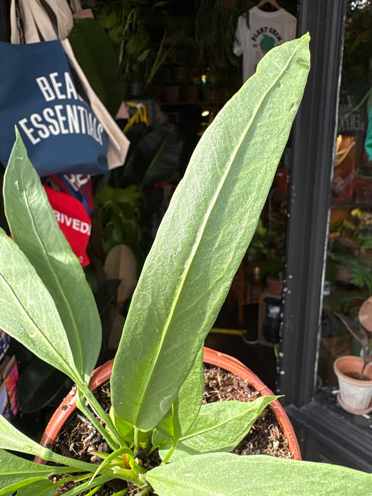Anthurium vittarifolium houseplant in 14cm pot outside Urban Tropicana plant shop in Chiswick, London