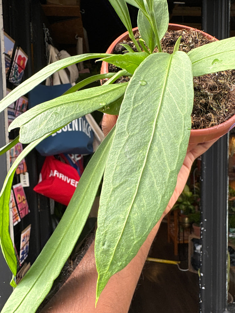Anthurium vittarifolium houseplant in 14cm pot outside Urban Tropicana plant shop in Chiswick, London