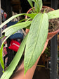 Anthurium vittarifolium houseplant in 14cm pot outside Urban Tropicana plant shop in Chiswick, London