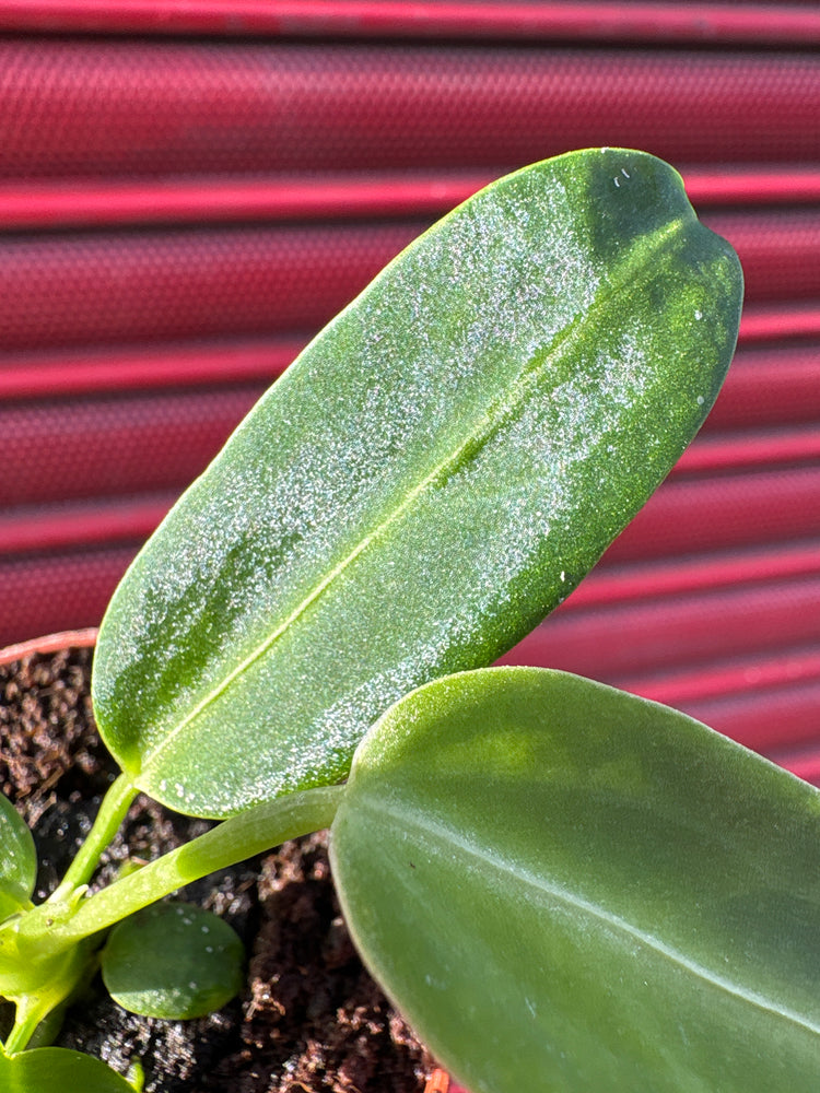 An Anthurium Warocqueanum plant in front of Urban Tropicana&