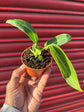 An Anthurium Warocqueanum plant in front of Urban Tropicana&