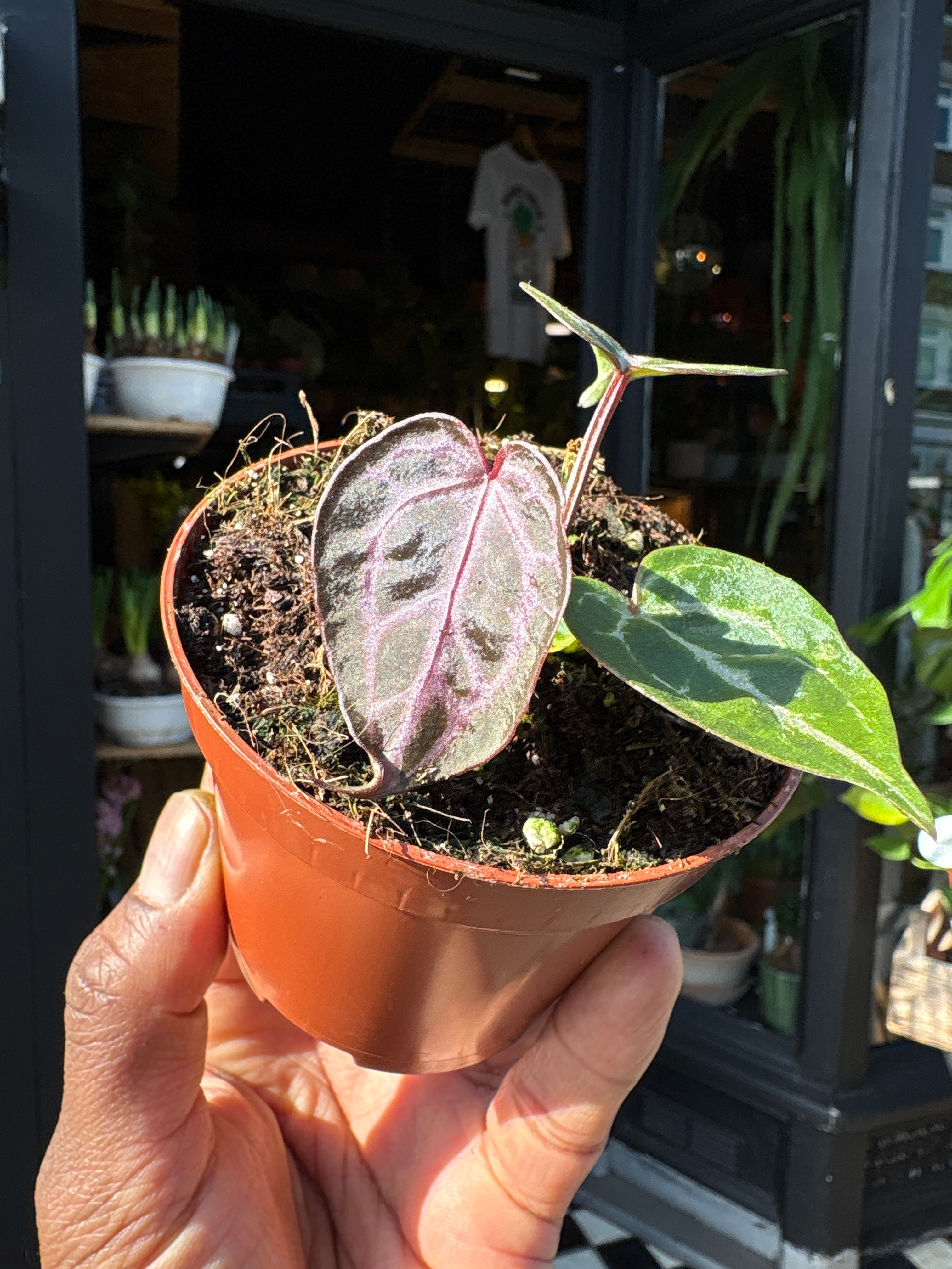 Anthurium Zara X Michelle X Red Crystallinum - House Plants