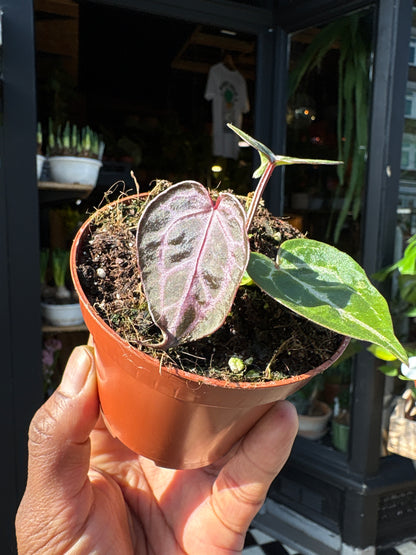 Anthurium Zara × Michelle × Red Crystallinum hybrid velvet aroid plant displayed at Urban Tropicana plant shop in Chiswick, London.