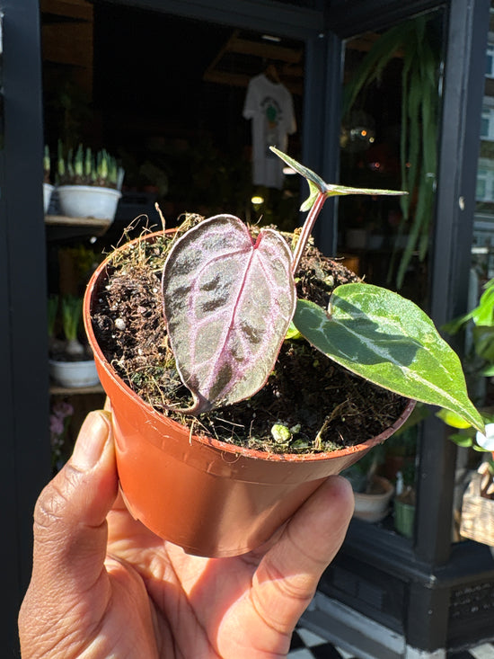 Anthurium Zara × Michelle × Red Crystallinum hybrid velvet aroid plant displayed at Urban Tropicana plant shop in Chiswick, London.