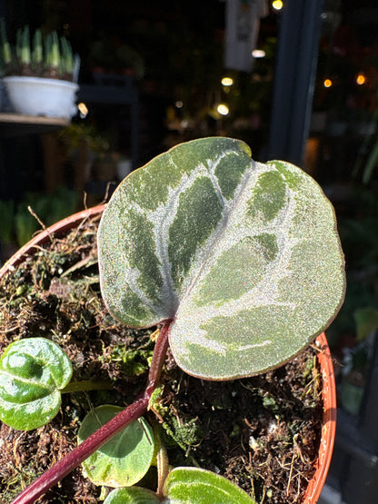 Anthurium Zara × Michelle × Red Crystallinum hybrid velvet aroid plant displayed at Urban Tropicana plant shop in Chiswick, London.