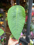 An Anthurium peltigerum plant in front of Urban Tropicana’s Plant Shop in Chiswick London