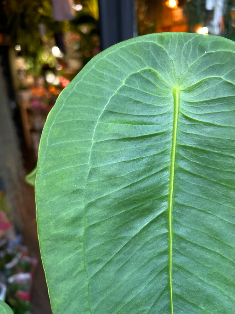 An Anthurium peltigerum plant in front of Urban Tropicana’s Plant Shop in Chiswick London