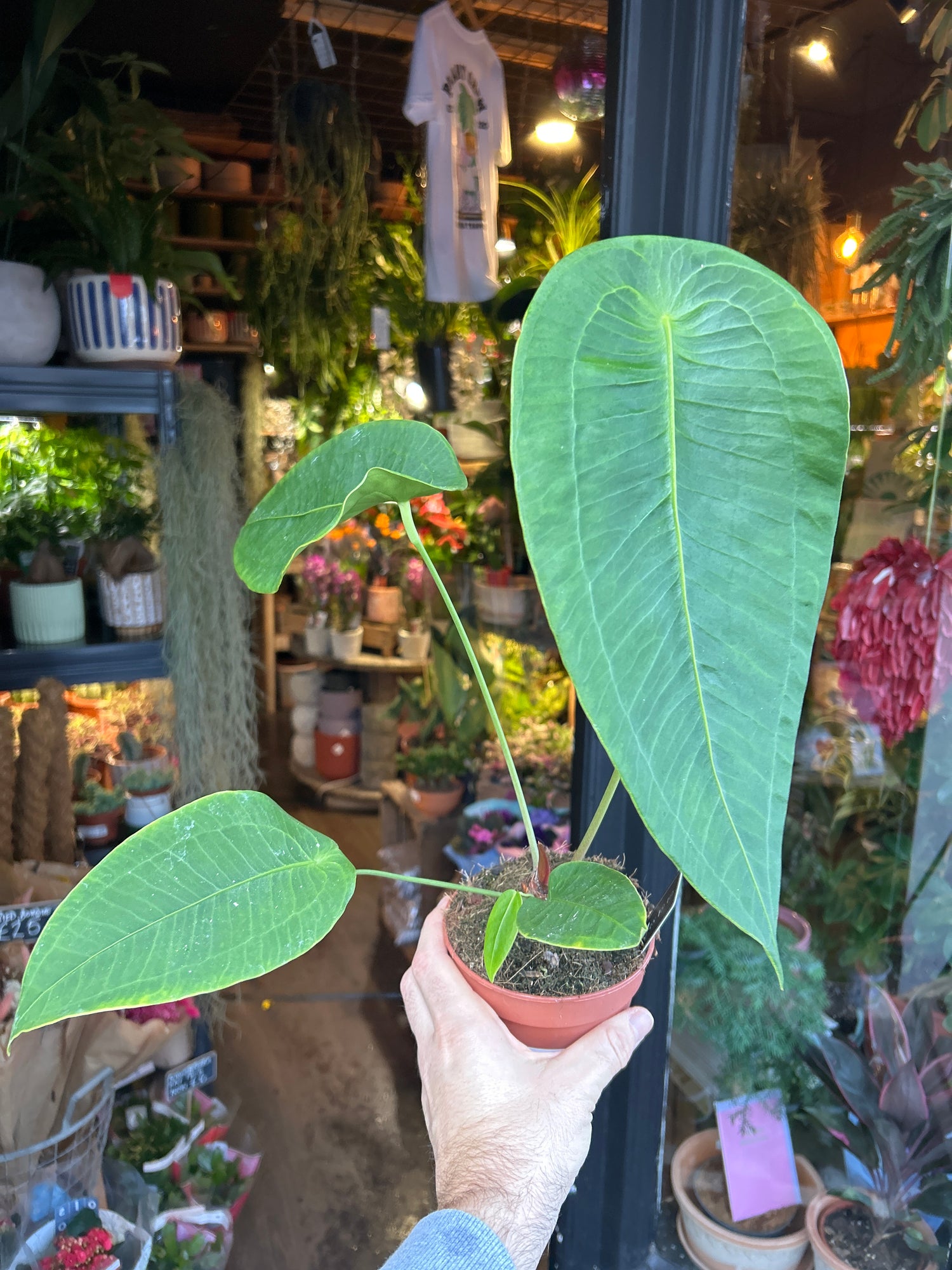 An Anthurium peltigerum plant in front of Urban Tropicana’s Plant Shop in Chiswick London
