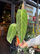 A anthurium waroqueaum plant in front of Urban Tropicana&