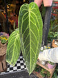 An anthurium warocqueanum plant in front of Urban Tropicana&