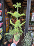 Araucaria Heterophylla also known as a Norfolk Pine in Urban Tropicana’s shop in Chiswick, London