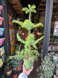 Araucaria Heterophylla also known as a Norfolk Pine in Urban Tropicana’s shop in Chiswick, London