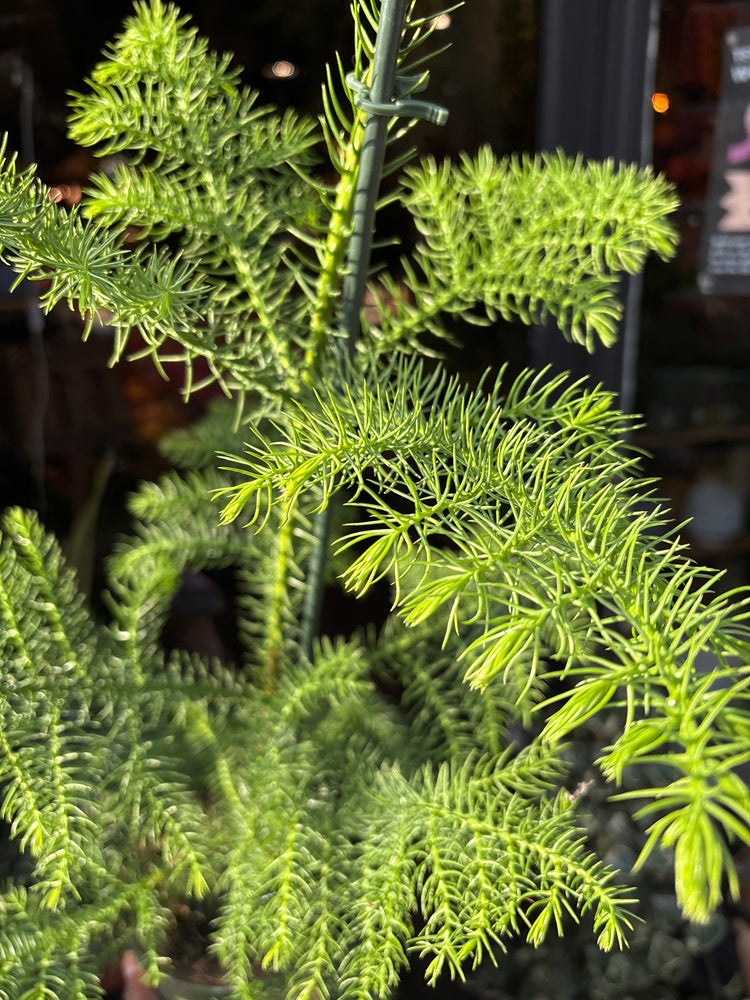 Araucaria Heterophylla also known as a Norfolk Pine in Urban Tropicana’s shop in Chiswick, London