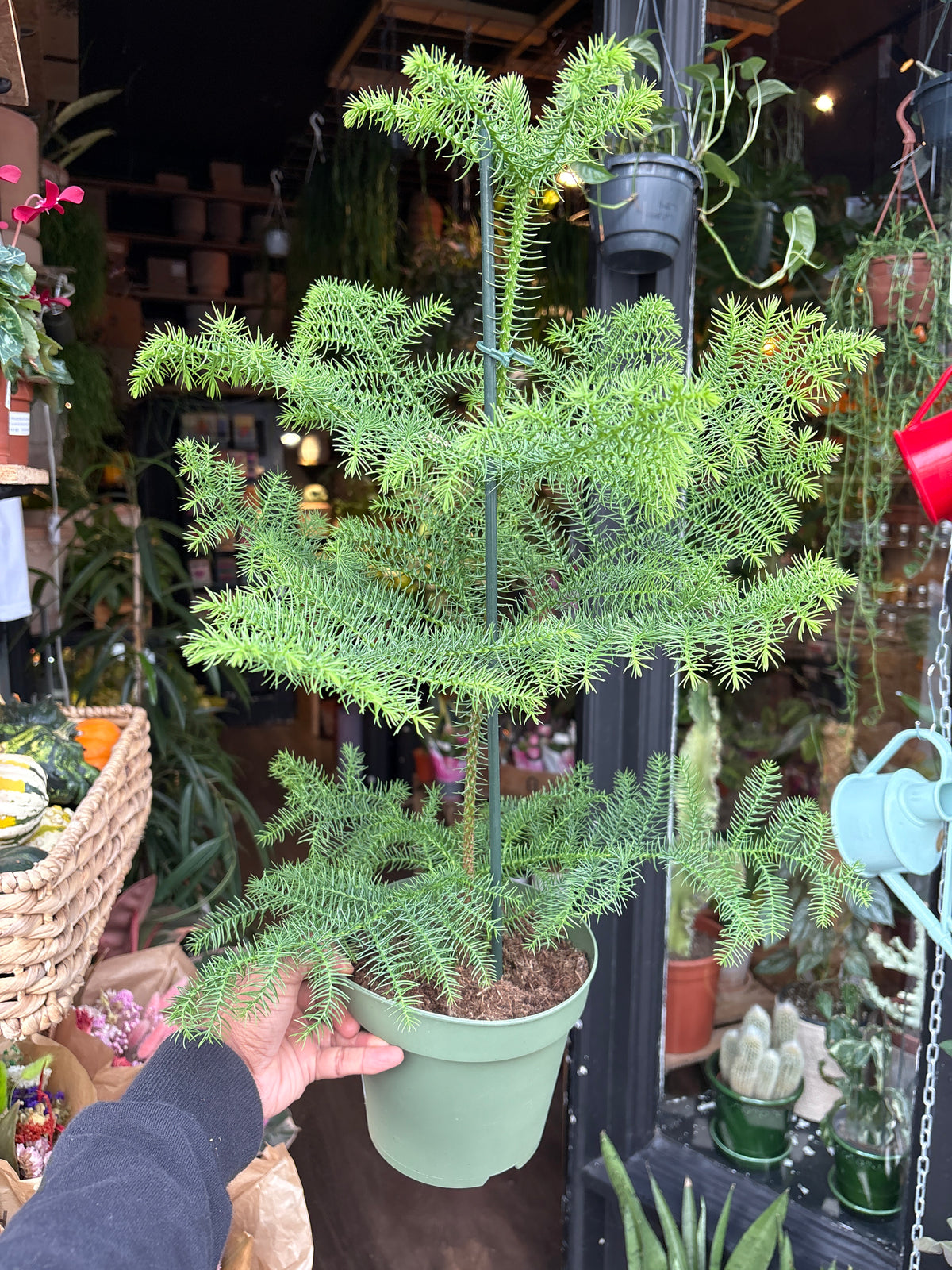 A Araucaria Heterophylla plant in front of Urban Tropicana’s Plant Shop in Chiswick London