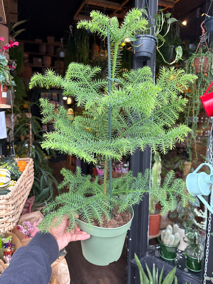 A Araucaria Heterophylla plant in front of Urban Tropicana’s Plant Shop in Chiswick London