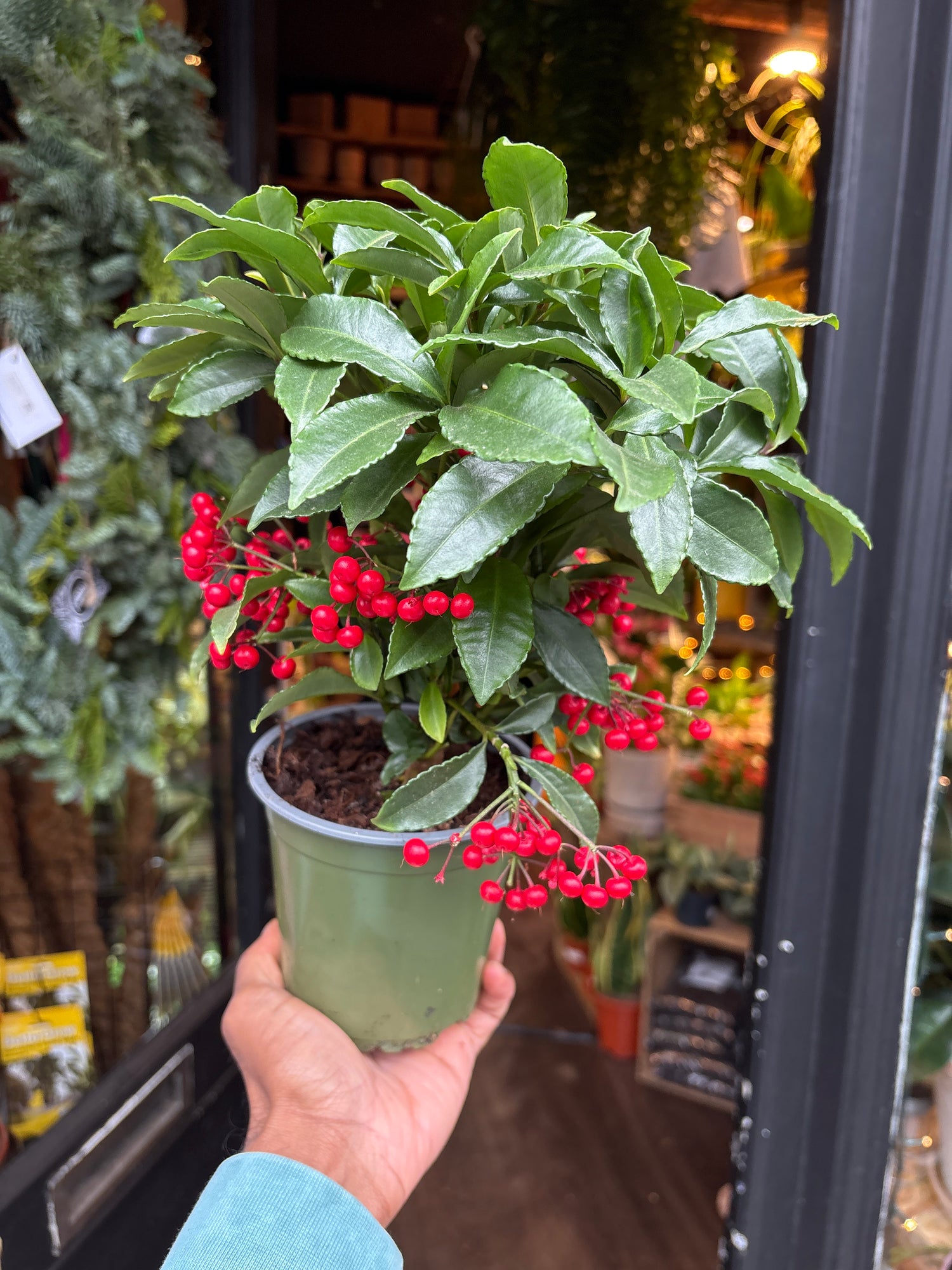 An Ardisia Crenata in front of Urban Tropicana’s Plant Shop in Chiswick London