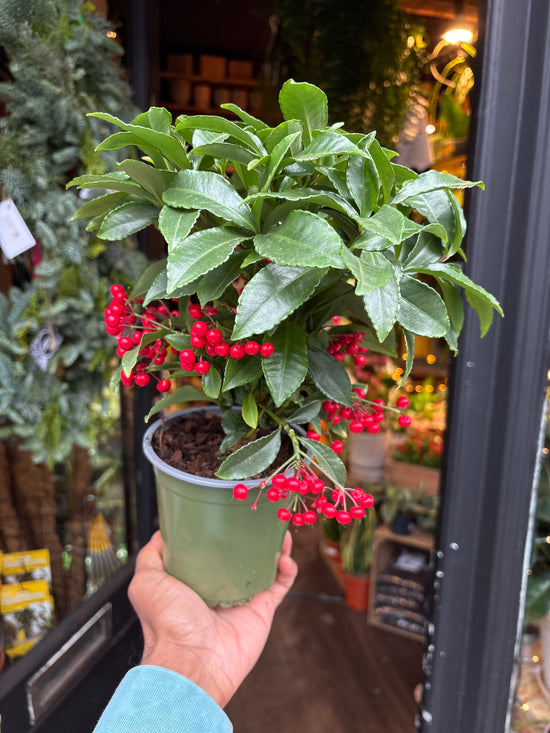 An Ardisia Crenata in front of Urban Tropicana’s Plant Shop in Chiswick London