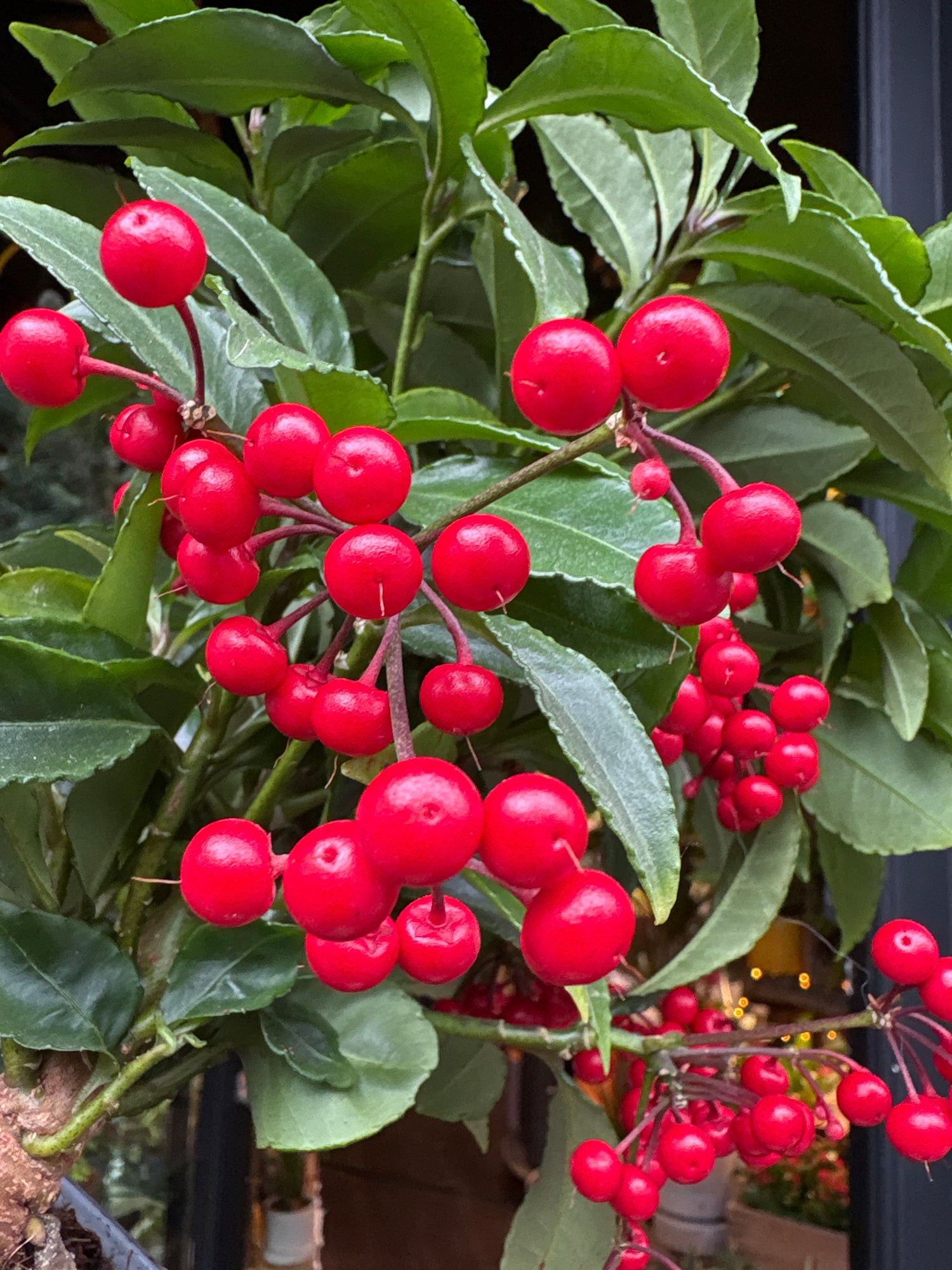 An Ardisia Crenata in front of Urban Tropicana’s Plant Shop in Chiswick London