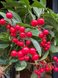 An Ardisia Crenata in front of Urban Tropicana’s Plant Shop in Chiswick London