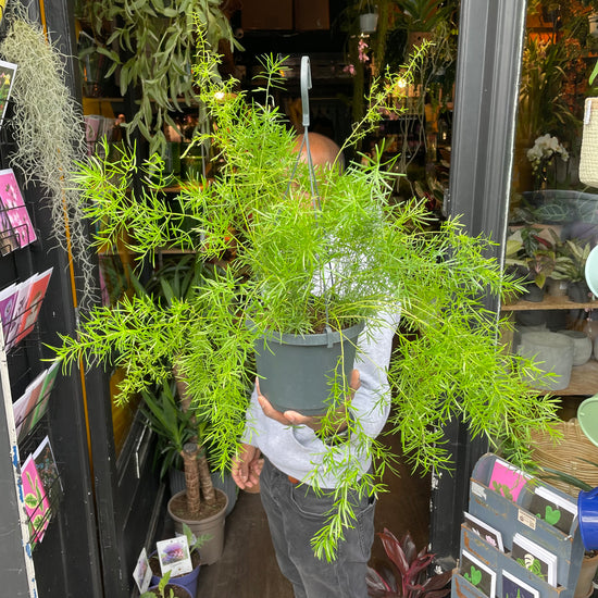 An Asparagus Densiflorus ‘Sprengeri’ plant also known as a Sprengeri Fern in front of Urban Tropicana&