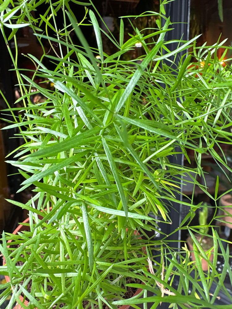 An Asparagus Densiflorus Sprengeri plant in front of Urban Tropicana&