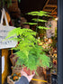 Asparagus Setaceus in 12cm pot outside Urban Tropicana plant shop in Chiswick, London
