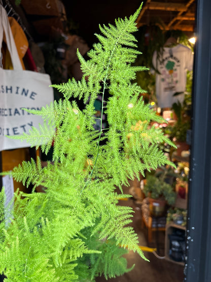 Asparagus Setaceus in 12cm pot outside Urban Tropicana plant shop in Chiswick, London