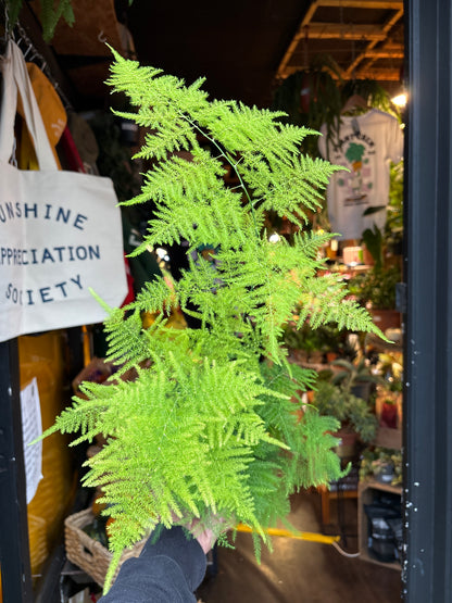 Asparagus Setaceus in 12cm pot outside Urban Tropicana plant shop in Chiswick, London