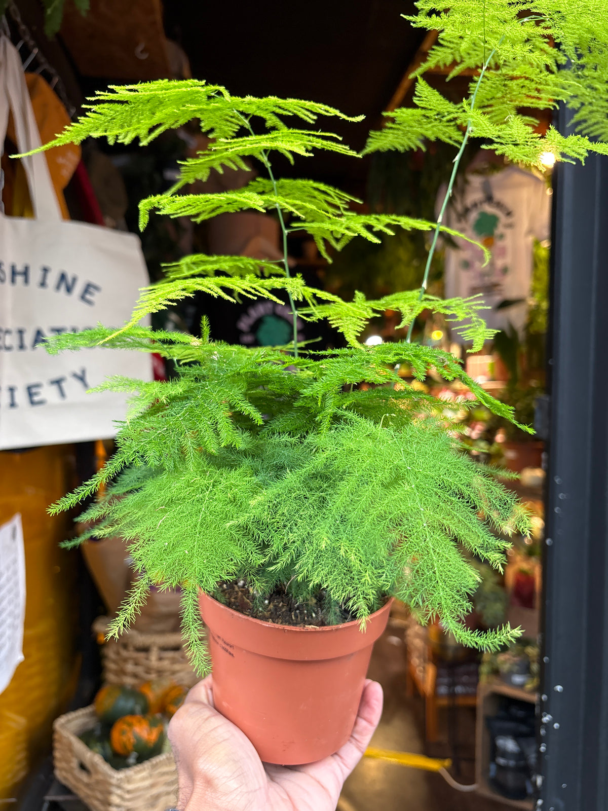 Asparagus Setaceus in 12cm pot outside Urban Tropicana plant shop in Chiswick, London