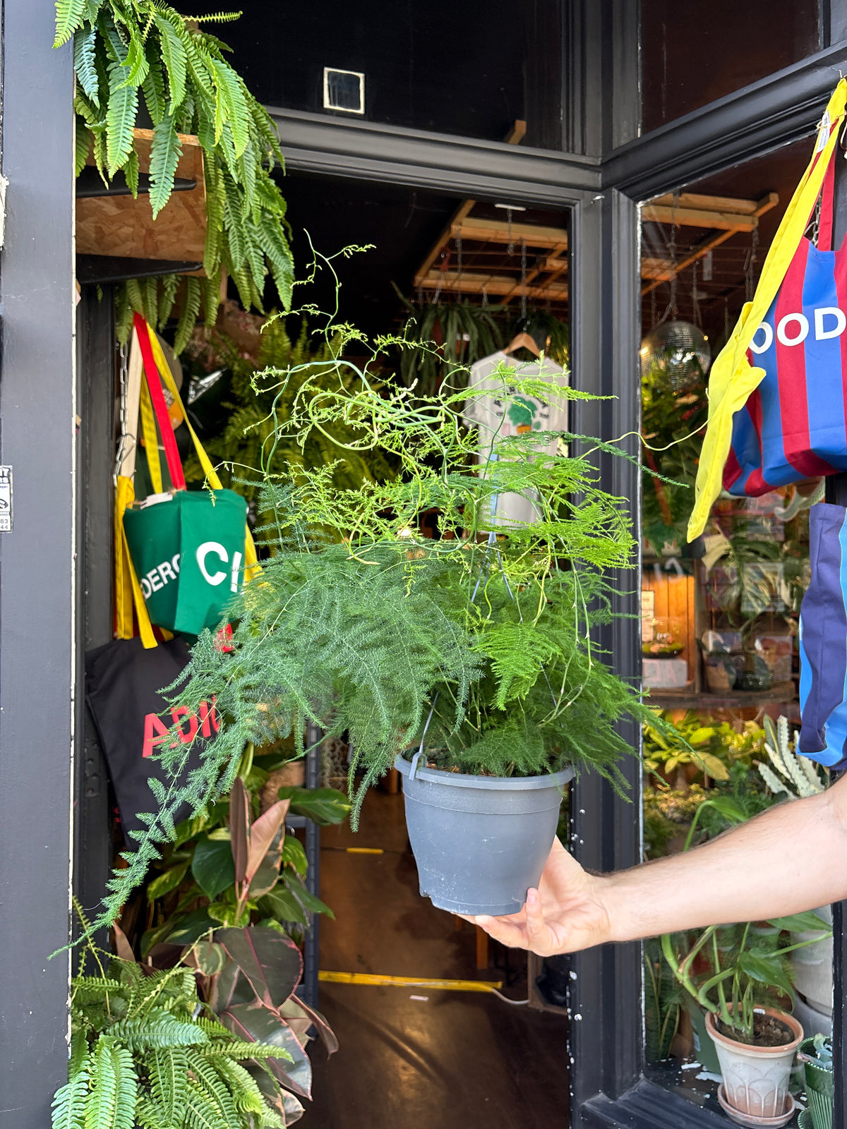 Asparagus setaceus (Asparagus Fern) in 19cm hanging pot outside Urban Tropicana plant shop in Chiswick, London