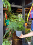 Asparagus setaceus (Asparagus Fern) in 19cm hanging pot outside Urban Tropicana plant shop in Chiswick, London