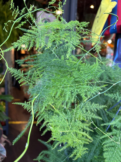 Asparagus setaceus (Asparagus Fern) in 19cm hanging pot outside Urban Tropicana plant shop in Chiswick, London