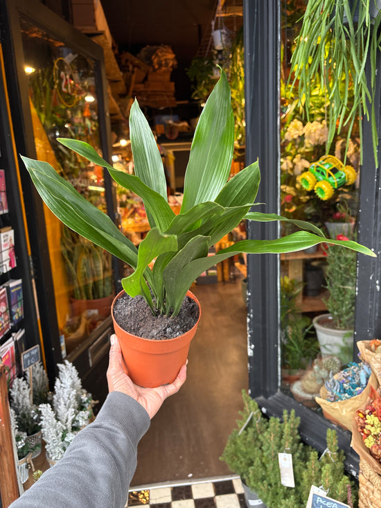 A Aspidistra Elatior also known as a Cast Iron plant in front of Urban Tropicana’s plant shop in Chiswick, London