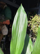 An Aspidistra Elatior plant also known as a Cast Iron plant in front of Urban Tropicana&