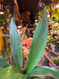 A Aspidistra Elatior also known as a Vast Iron plant in front of Urban Tropicana’s plant shop in Chiswick, London