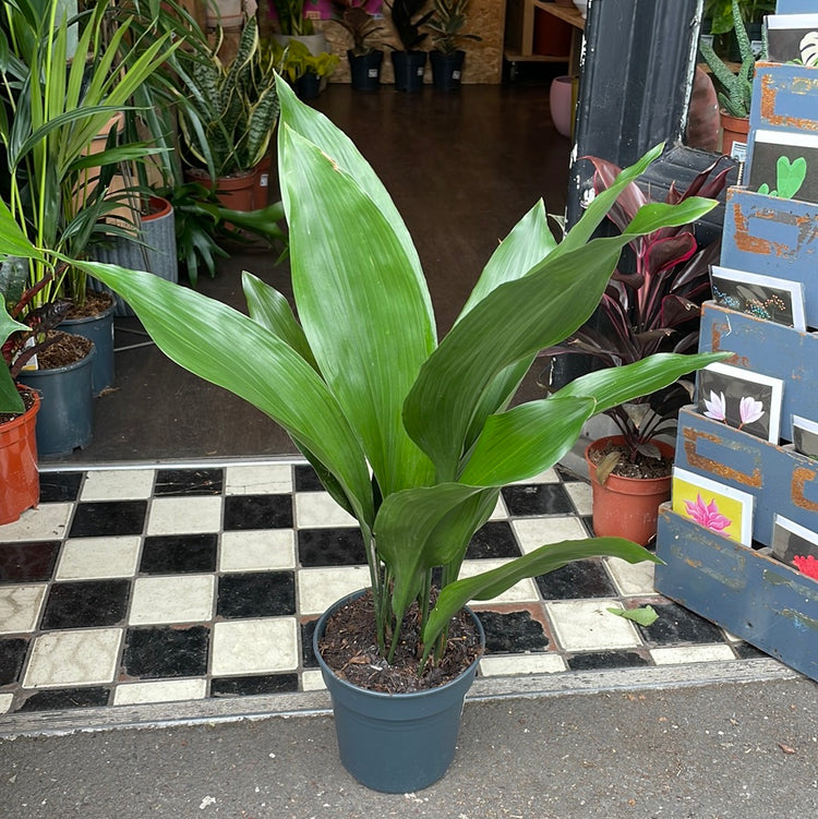 A Aspidistra Elatior plant also known as a Cast Iron plant in front of Urban Tropicana&