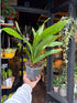 An Aspidistra elatior ‘Milky Way’ plant in front of Urban Tropicana’s Plant Shop in Chiswick London